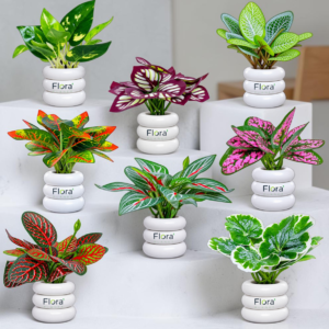 Set Of 8 CRE Plants With Pot